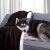 AmeliaHome - Koc SHLEEPY kolor czarny - 170x210 cm.